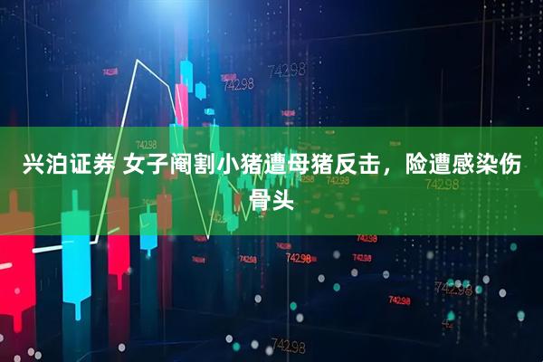 兴泊证券 女子阉割小猪遭母猪反击，险遭感染伤骨头